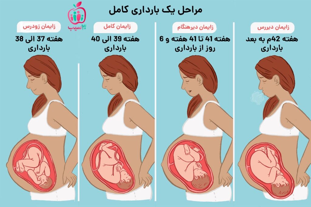 مراحل کامل بارداری
