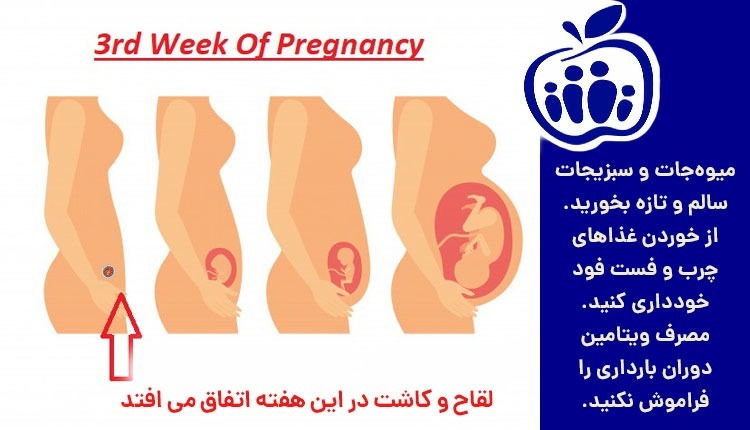 تغذیه مناسب در هفته سوم بارداری