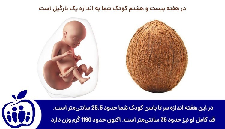 رشد جنین در هفته بیست و هشتم بارداری